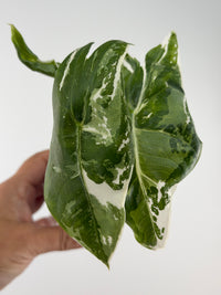 Alocasia Longiloba Pink Back Albo Variegated