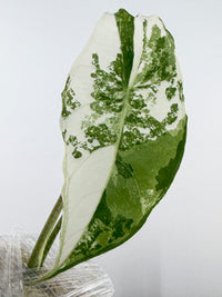 Alocasia Longiloba Albo Variegated