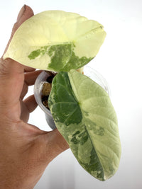 Alocasia Maharani Albo Variegated