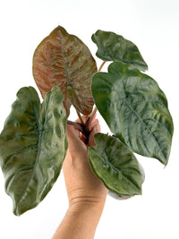 Alocasia Gajahmada Mother Plant