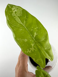 Alocasia Fornicata Albo Variegated