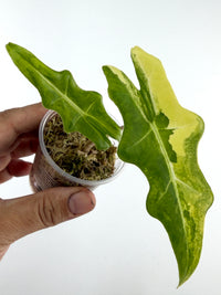 Alocasia Portei Aurea Variegated