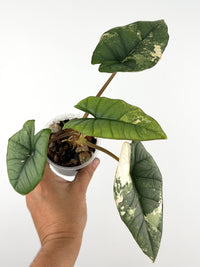 Alocasia Platinum Bisma Albo Variegated