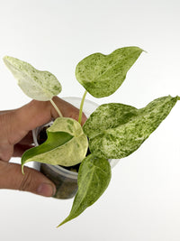 Alocasia Cucullata "White Form" Variegated