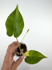 Alocasia Shock Treatment Aurea Variegated