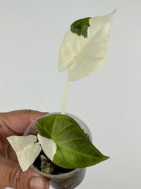 Alocasia Regal Shield Albo "Lava" Variegated
