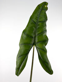 Alocasia Princeps Wild Form