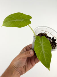 Alocasia Cadieri Silver