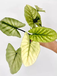Alocasia Sinuata "Quilted Dreams" Full Mint Pup