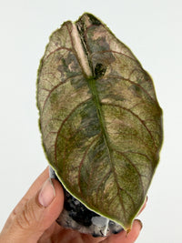 Alocasia Azlanii Pink Mint Variegated