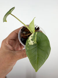 Alocasia Platinum Bisma Albo Variegated