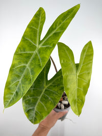 Alocasia Longiloba Green on Green Variegated Corming Mother Plant