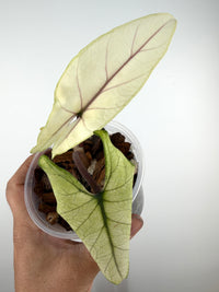 Alocasia Scalprum Full Mint Variegated