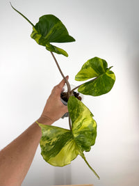 Alocasia Stingray Aurea Variegated Mother Plant