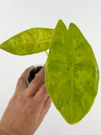 Alocasia Fornicata Gold Variegated