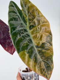 Alocasia Sedenii Aurea Pup