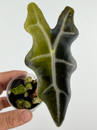 Alocasia Nobilis Golden Aurea Variegated
