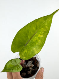 Alocasia Metalhead Aurea Variegated
