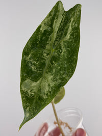 Alocasia Longiloba "Borneo" Albo Variegated Wild Form
