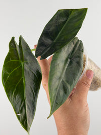 Alocasia Azlanii X Scalprum Hybrid