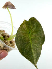 Alocasia Golden Bone Pink Mint Variegated