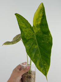 Alocasia Longiloba X (Calidora X Pink Dragon) Hybrid Variegated Mother Plant