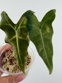 Alocasia "Megagodzilla" Nobilis X New Guinea Gold Variegated