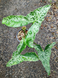 Alocasia T-Rex Mutation Pup
