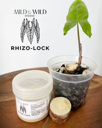 Rhizo-Lock plant stabilizer for locking in new plants and top-heavy repots