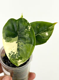 Alocasia Puncak Albo Variegated
