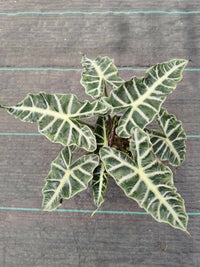 Alocasia Scorpio Mutation Pup