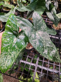 Alocasia "Shattered Stone" Hybrid (Longiloba X Shattered Glass) Pup