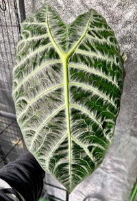 Alocasia 'True' Lightning Silver Vein Pup