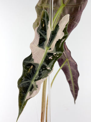 Alocasia Amazonica Sanderiana Bull True Pink
