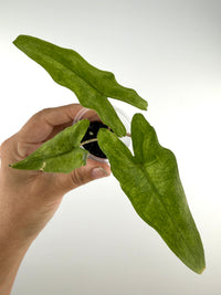 Alocasia Sabrina Narrow Aurea Variegated