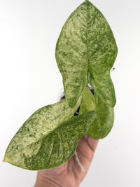 Alocasia Fornicata Thai Con