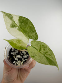 Alocasia Satun Starburst Variegated