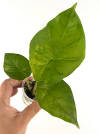 Alocasia Rhino Aurea Variegated