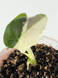 Alocasia Antoro Velvet True Pink Variegated