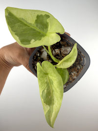 Alocasia Epilithica Silver Lime Pup