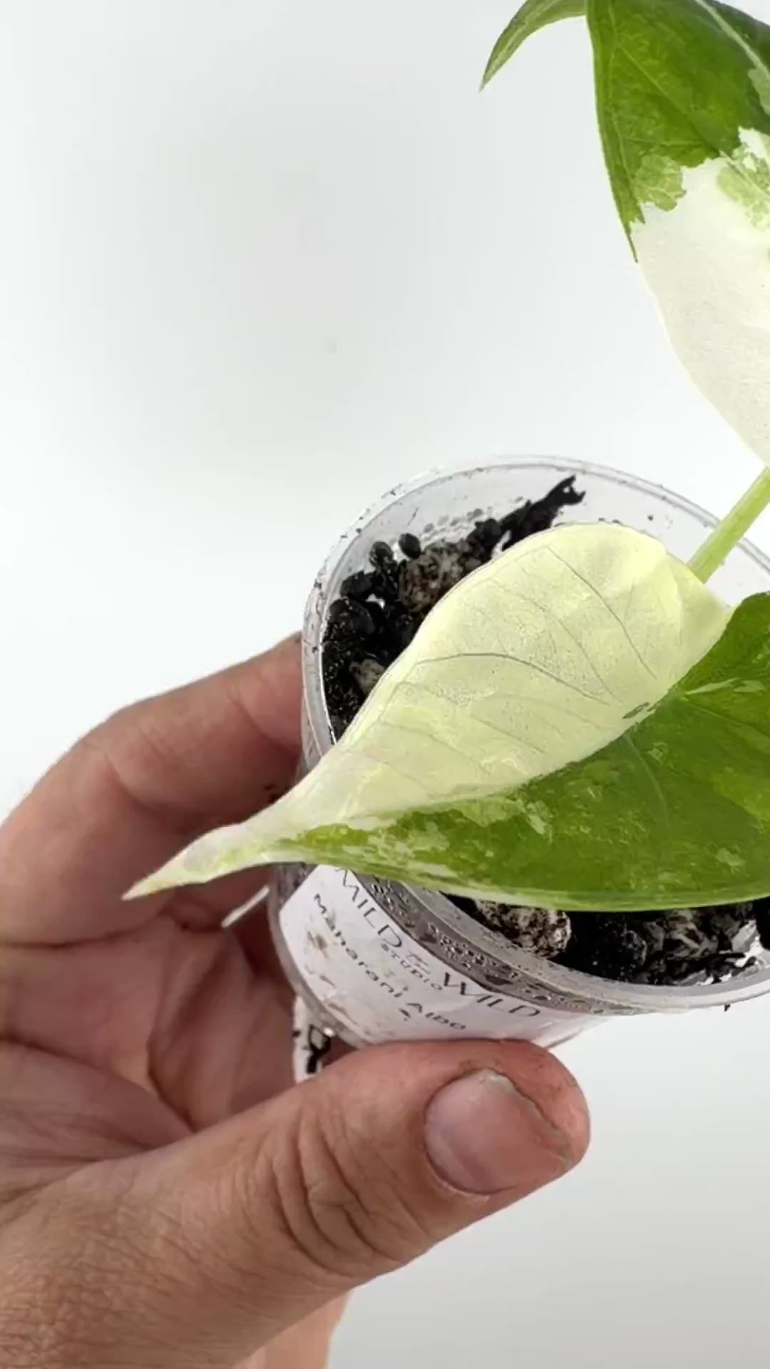 Video of the exact Alocasia Maharani Albo Variegated