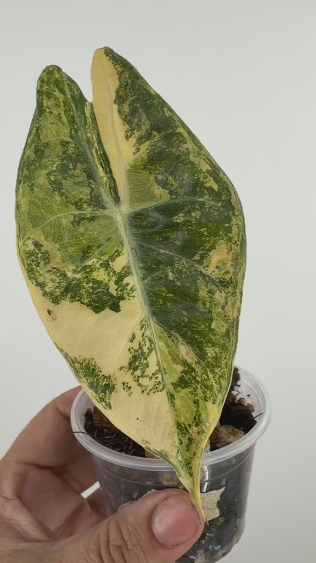 Alocasia Kunzo Aurea Variegated