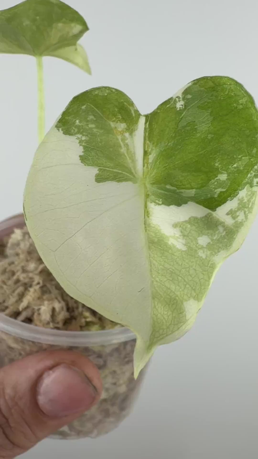 Alocasia Dorayaki 'London Eye' Albo Variegated