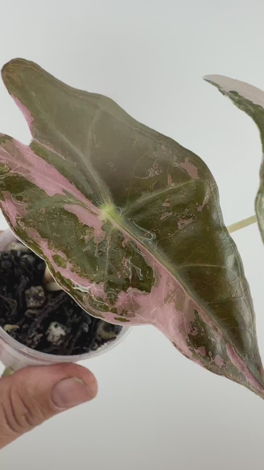 Video of the exact Alocasia Nobilis Pink Variegated