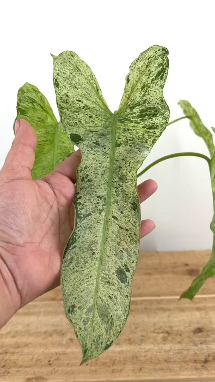 Philodendron Paraiso X Billietiae