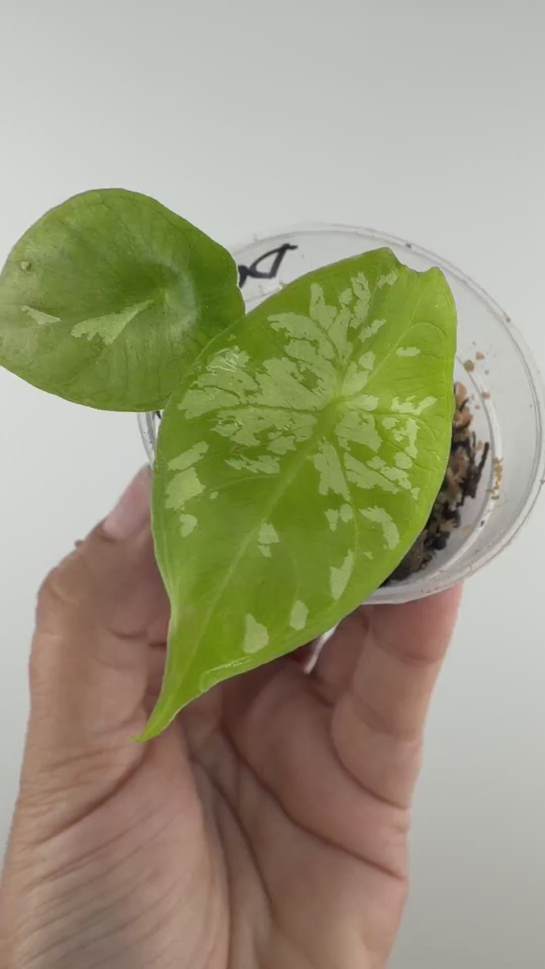 Alocasia Dragon Glass Hybrid (Shattered Glass X Pink Dragon) Variegated