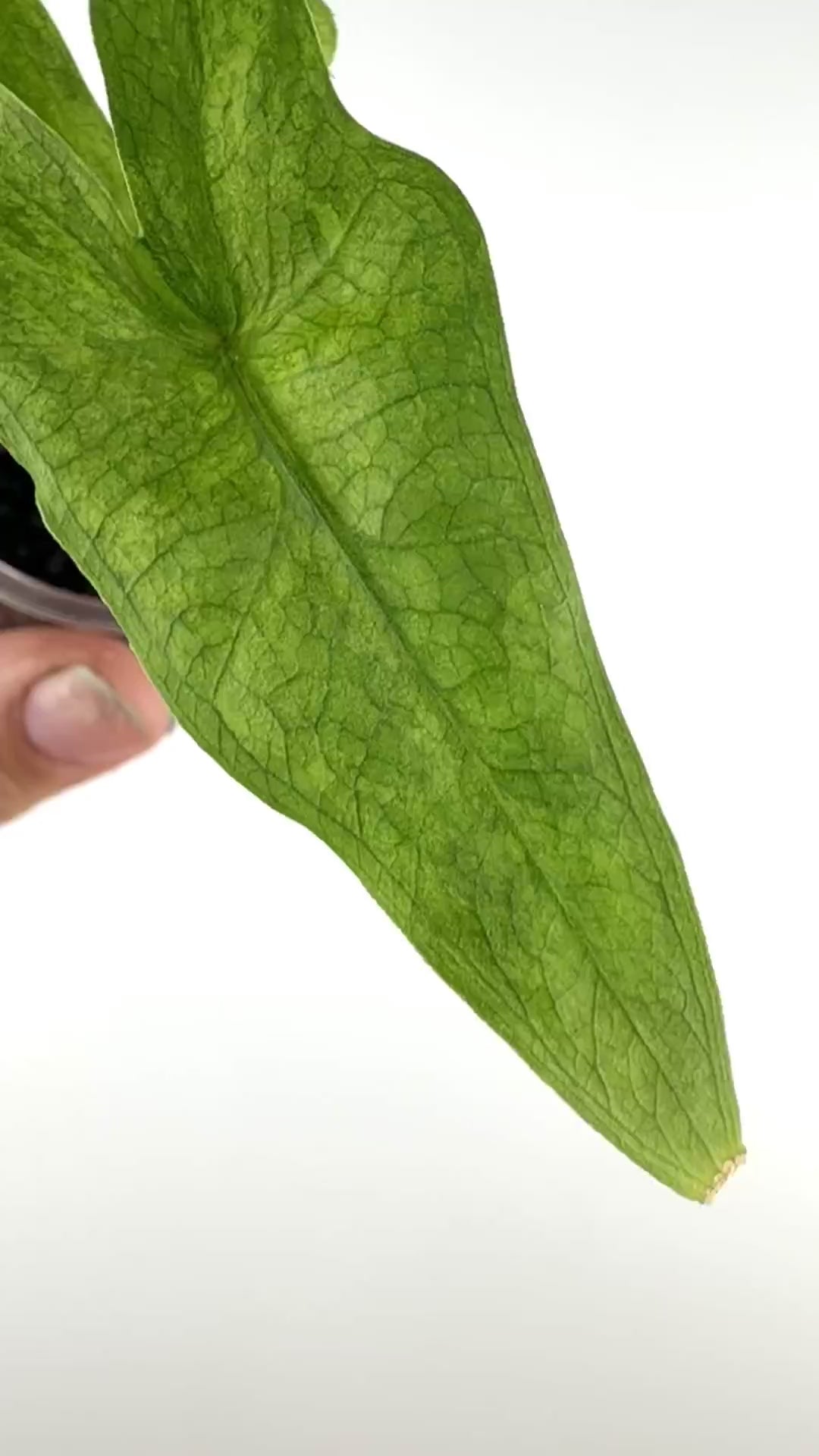 Alocasia Sabrina Narrow Aurea Variegated