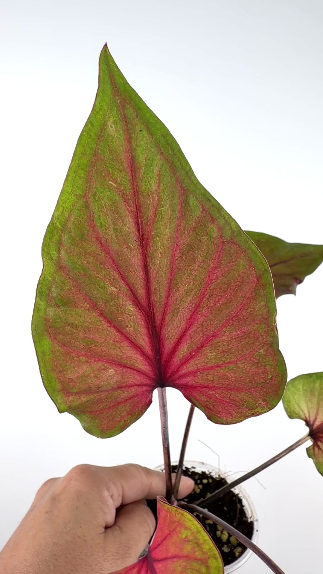 Caladium Thai Hybrid