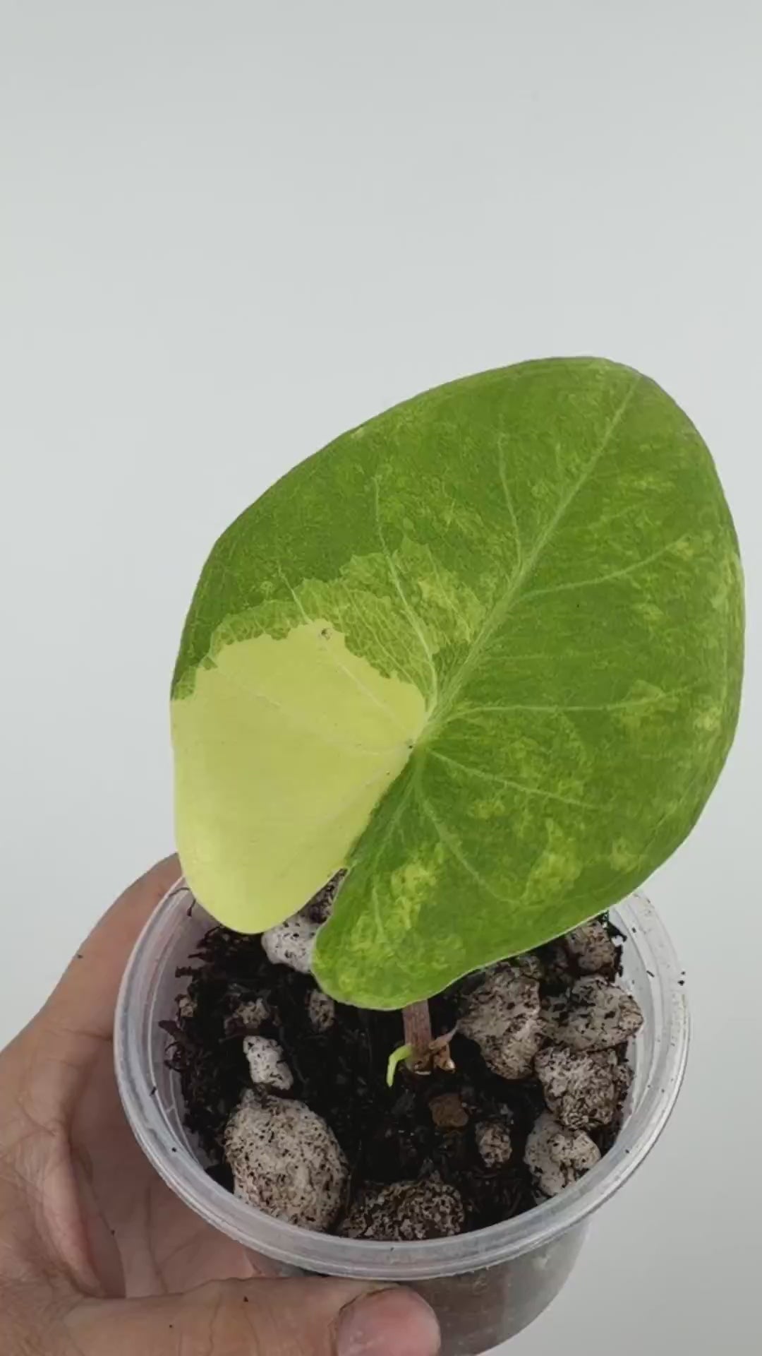 Alocasia Black Magic Aurea Variegated