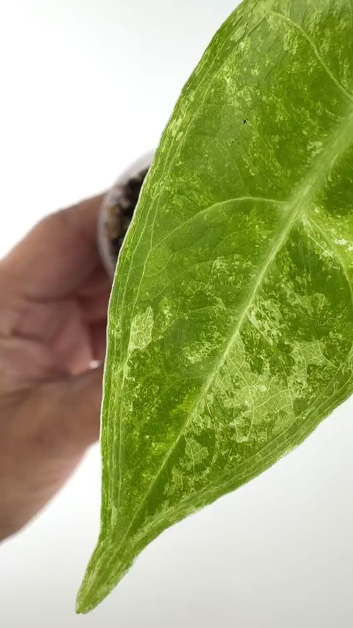 Video of the exact Alocasia Longiloba No ID Variegated